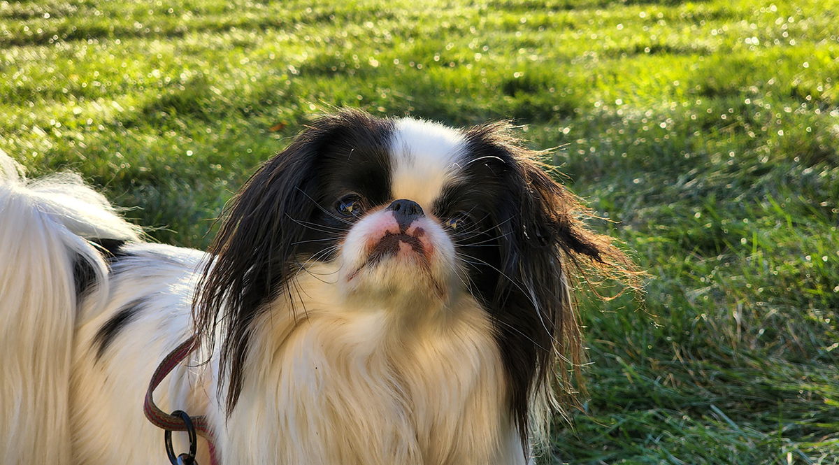 Dog looking at the camera