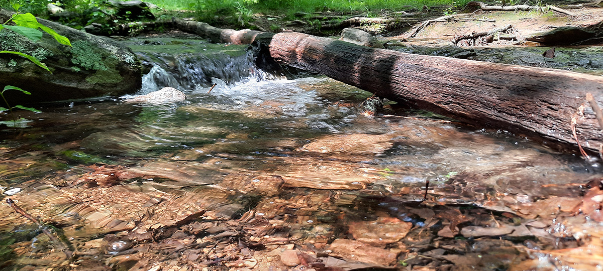 Photo of a Dam in a forest