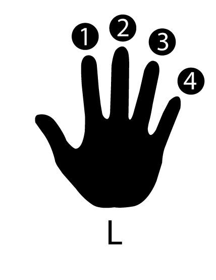 hand with numbers that coruspond with the number dots on the chords so you know where to put your hand