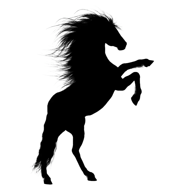 horse standing on hind legs with with mane blowing in wind