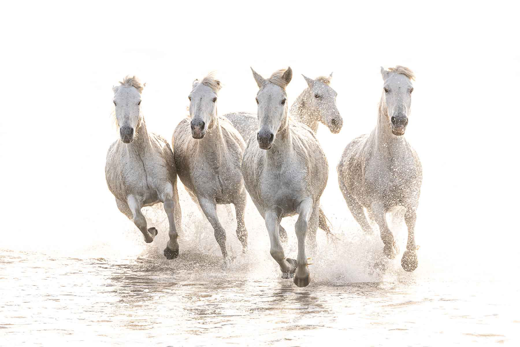 5 white horses runing in water