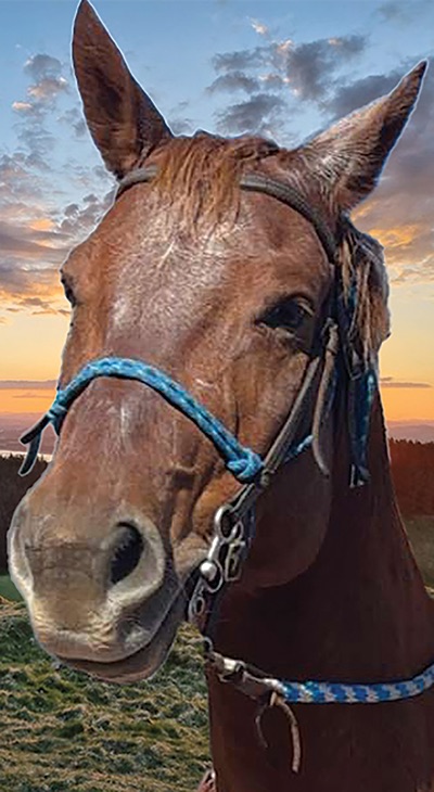piture of my sisters horse