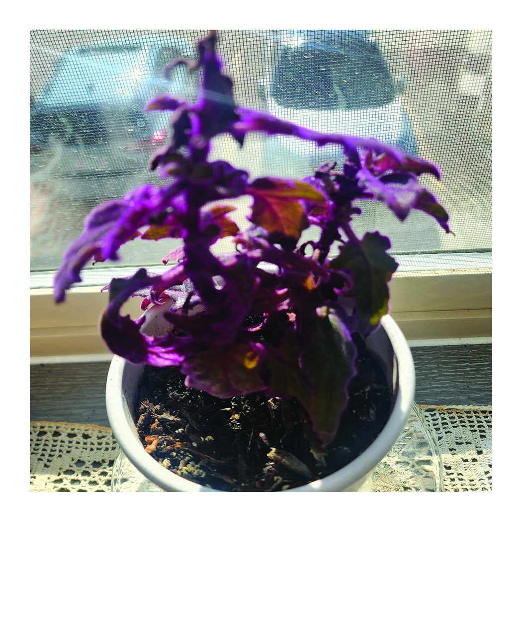 plant