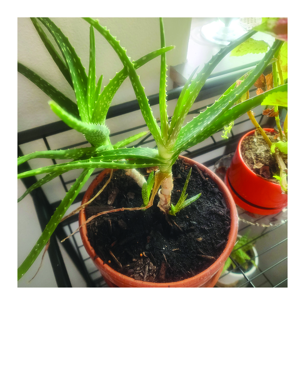 aloe vera plant