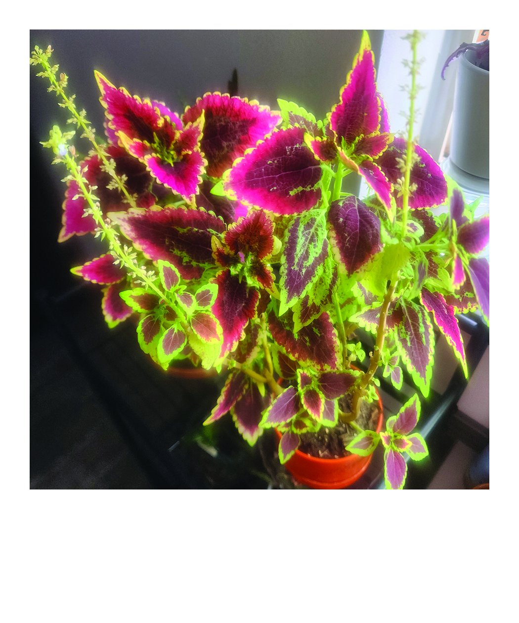 coleus plant