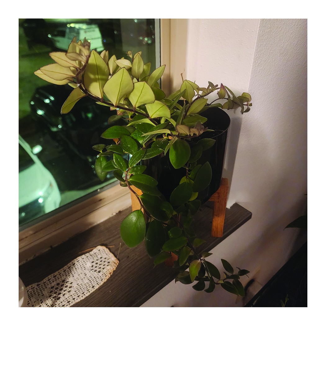 lipstick plant