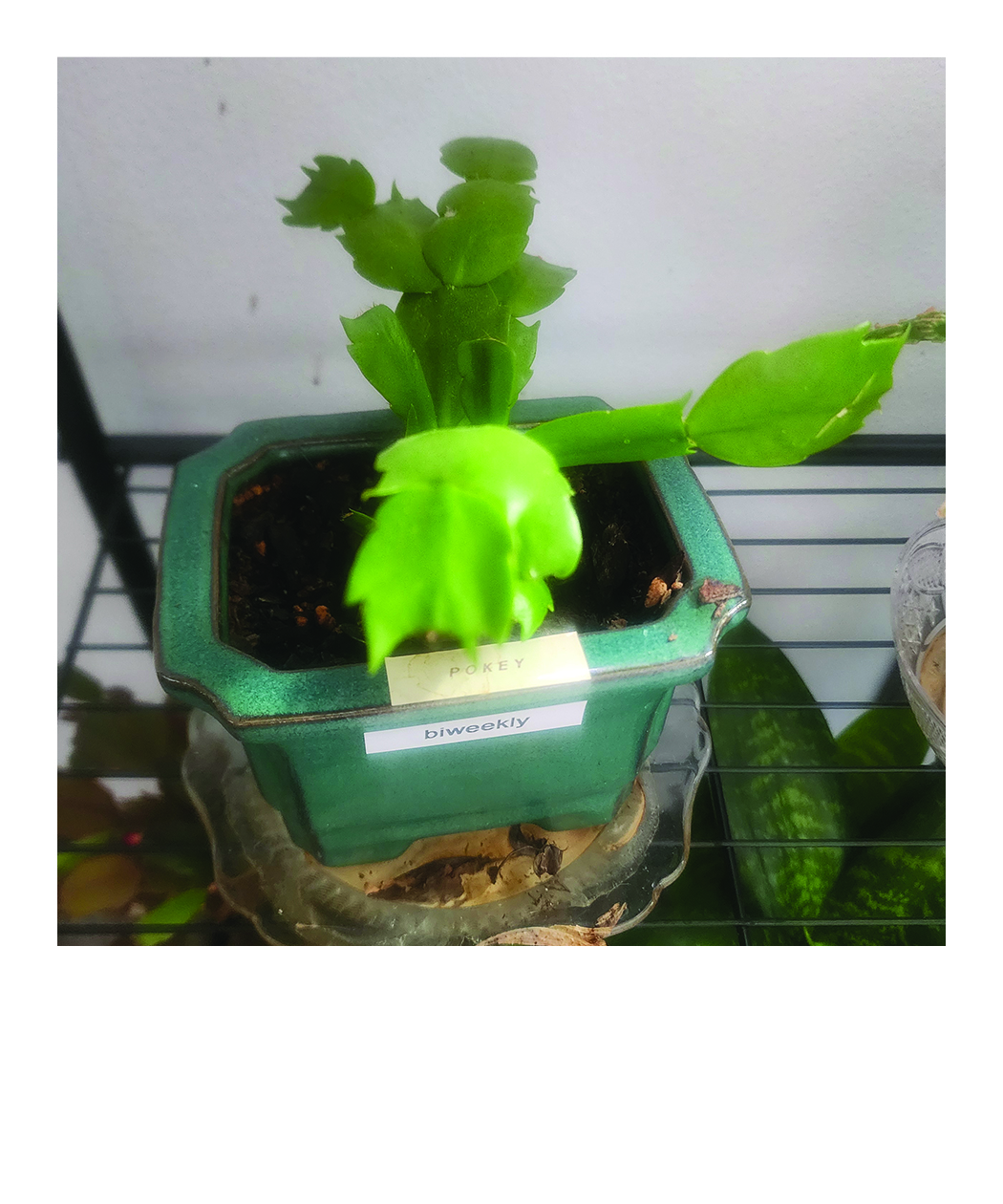 easter cactus plant