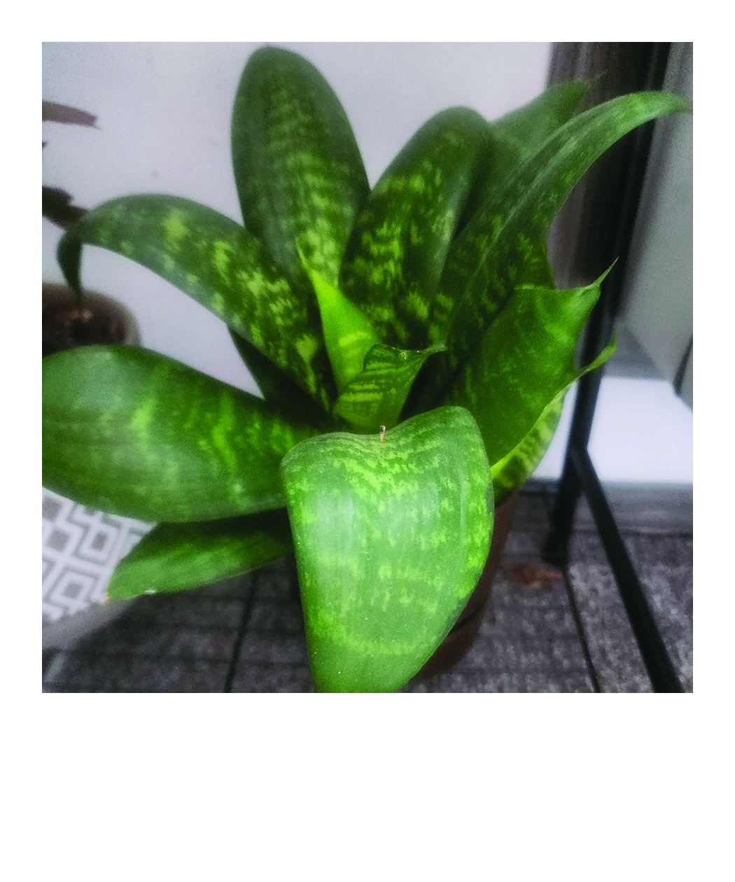 snake plant