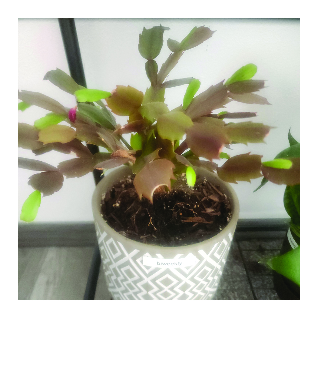 christmas cactus