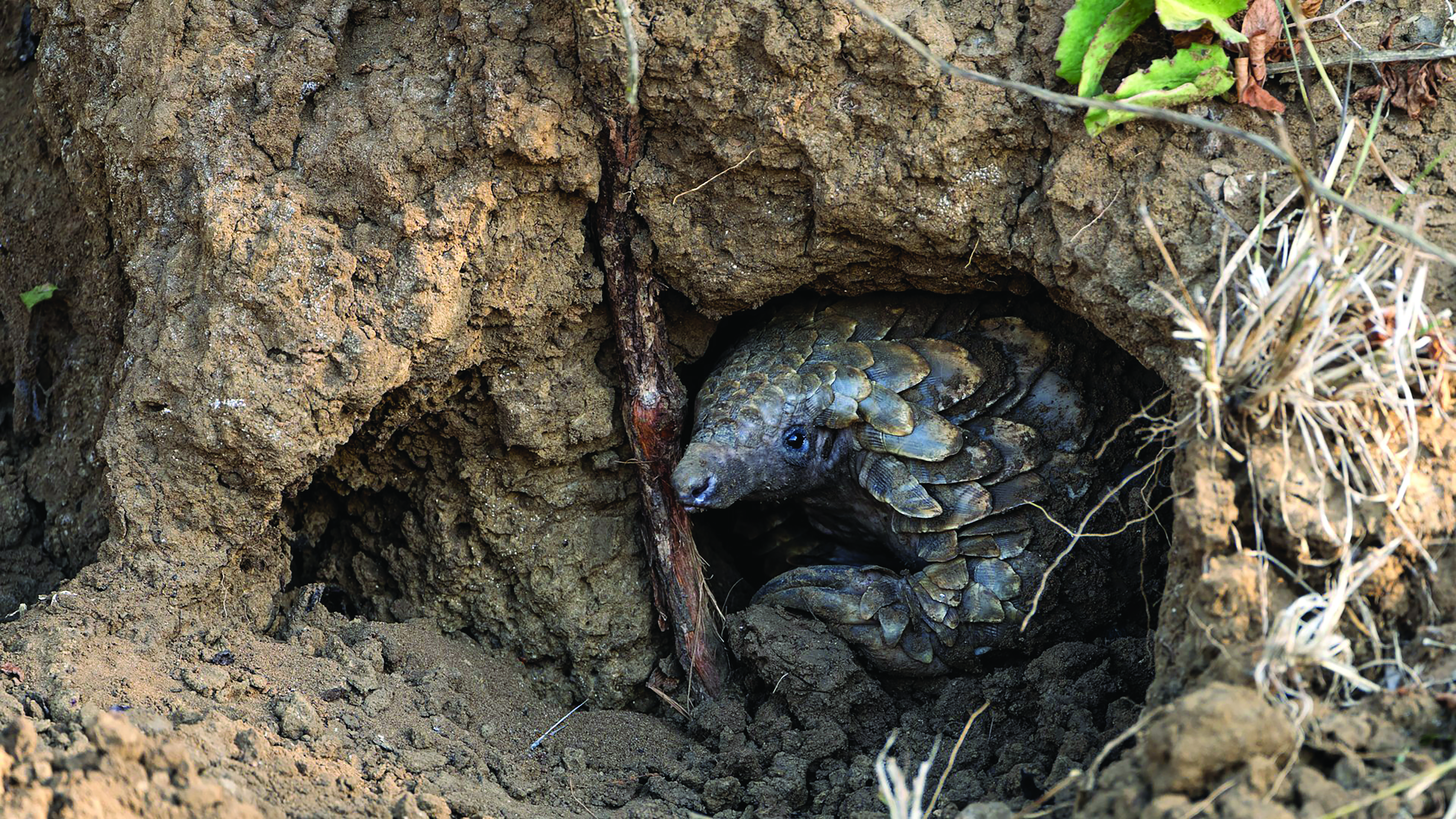 A pangolin inside a burrow they dug out