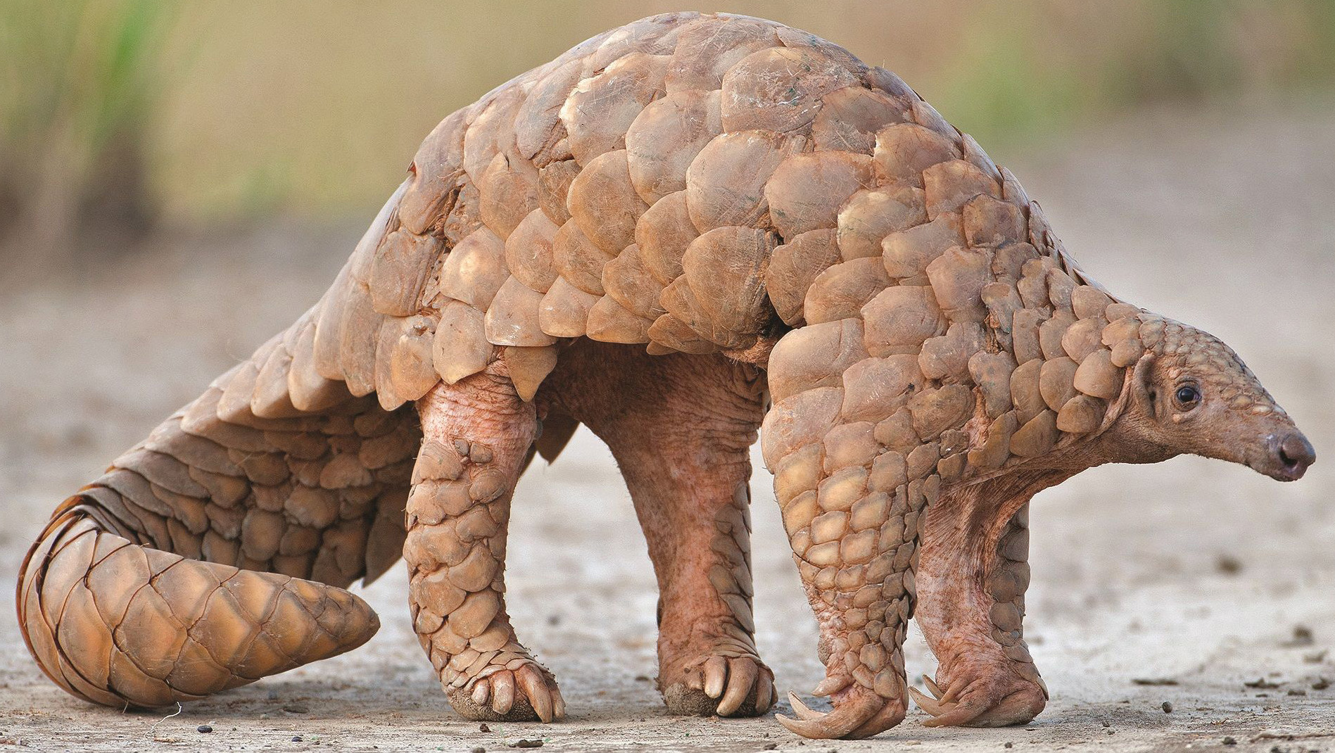 Pangolin walking